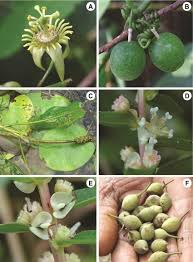 Image result for Passiflora suberosa