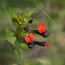 Image result for Ipomoea intrapilosa