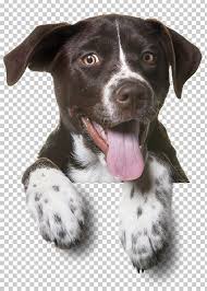 Dogs Png Dogs Pet Advertising Cute Cats And Dogs Animal Cutouts