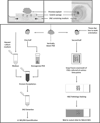 Evaluation Of Small Molecule Drug Uptake In Patient Derived