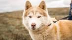 Alaskan Malamute Mix Puppies For Sale | Greenfield Puppies