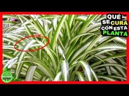 La Planta Malamadre Cinta O Lazo De Amor Sirve Para Estas Enfermedades Y Usted No Sabe 1 Youtube Lazo De Amor Planta Plantas Jardineria