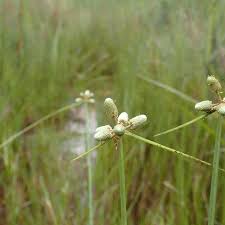 Image result for Lipocarpha chinensis