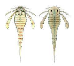 When did the eurypterid sea scorpion become extinct? Coming Up For Air Extinct Sea Scorpions Could Breathe Out Of Water Wvu Fossil Detective Unveils Wvu Today West Virginia University
