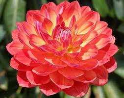 Thus the flower was named after her. Most Beautiful Flowers List List Of Top Ten