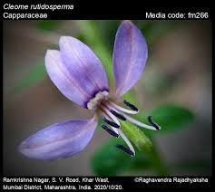 Image result for Cleome rubella