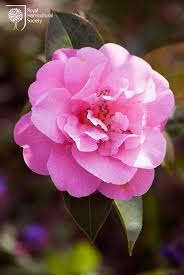 Royal Horticultural Society Rhs Flower Camellia Williamsii Camellia Flower Beautiful Flowers Flowers