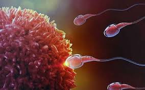 مغص انغراس البويضة في الرحم شكل دم انغراس البويضة Infertility Template Google Grapes