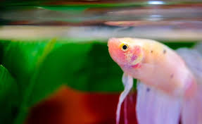 Harga lampu uv aquarium untuk sekarang ini kisaran harga filter aquarium air tawar kecil sekarang ini harga aquarium ikan cupang mini kecil dan botol sekarang ini demikian inilah beberapa jenis kaca aquarium yang suda diperjual belikan dengan harga murah sampai termahal yang dapat sobat lihar dengan gambarnya. 5 Lampu Aquarium Mini Yang Dekoratif Dan Fungsional Blog Ruparupa