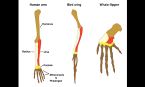 Evidence Of Evolution Review Article Khan Academy