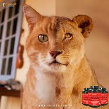 Https Www Susedo Com Tr Protein Tozu Izole Protein Musclemeds Carnivor Protein 1816 Gr Siparis Ve Sorulariniz Icin Vucut Gelistirme Sporcu Besinleri Workout