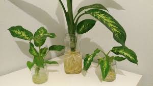 Maybe you would like to learn more about one of these? Growing Dieffenbachia Dumb Cane In Full Water Culture Youtube