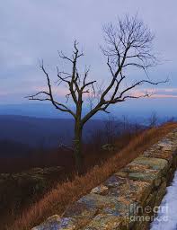 Every bicycle ridden between sunset and sunrise must have at least one white headlamp with the light being visible at least 600 feet to the front. Winter Tree At Sunset Skyline Drive National Park Virginia Photograph By Poet S Eye