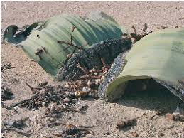 Image result for Nesaea sarcophylla