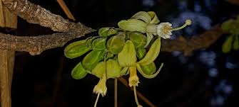 Image result for Turraea nilotica
