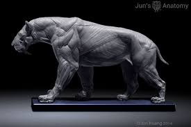 Smilodon Populator Saber Tooth Cat Anatomy Model 1 6th Scale Flesh Superficial Muscle Cat Anatomy Lion Anatomy Smilodon