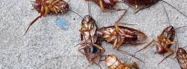 This analysis assesses these factors in relation to a business. Pest Control Services Common Household Pests Burbank Ca