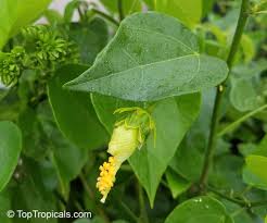 Image result for Pavonia kilimandscharica