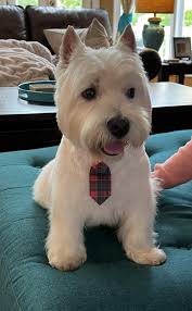 Duffy du barbier ! : r/westies