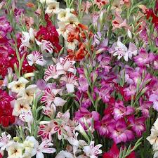 Gladiolus Colvelli En Melange Bulb Flowers Gladiolus Beautiful Flowers