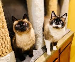 Bay area animal rescue crew (baarc) was born from friends getting together who have a passion and love for saving animals. Pet Adoption In The Green Bay Area New Pets Added This Week Green Bay Wi Patch