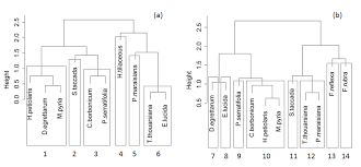 Image result for Hilsenbergia petiolaris