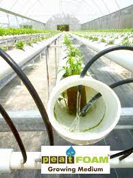 Peatfoam Growingmedium Nft Coriander Plant Greenhouse Hydroponics Growers Foam Hydroponics Diy Aquaponics Greenhouse Hydroponic Farming