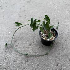 Image result for Corallocarpus bainesii