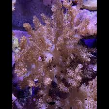 Image result for Scleria xerophila