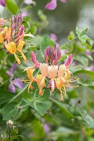 Image result for Lonicera confusa