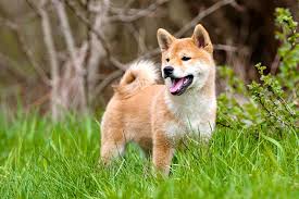 Check spelling or type a new query. Shiba Inu Dog Breed Information