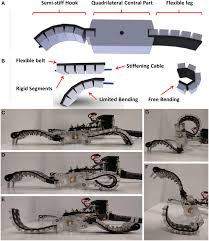 Different groups of cells perform a variety of functions. Soft Robotics Wikipedia