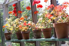 Wir haben wertvolle tipps für euch, wie ihr eure geranien auf dem balkon am besten pflegt und düngt. Geranien Uberwintern Gartenzauber