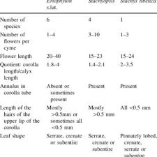 Image result for Pycnostachys pseudospeciosa
