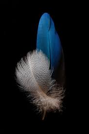 Practice Random Acts Of Art Feather Wallpaper Huawei Wallpapers Hipster Wallpaper