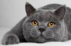 Available British Shorthair Kittens For Sale & Cats For ...