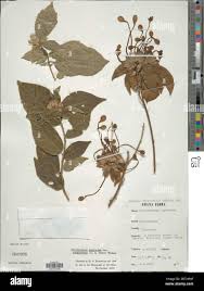 Image result for Clerodendrum capitatum