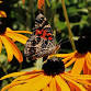Nature Photography Show by Timothy Amero