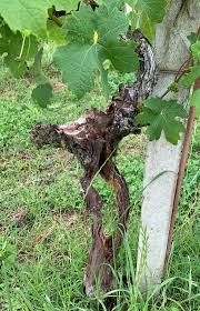 Image result for grape pruning