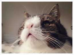 Can Animals Have Down Syndrome Here This Explanation And 20 Pictures Animals Who Have Down Syndrome Cats Animals Down Syndrome Cat