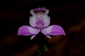 Image result for Disperis dicerochila