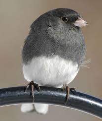 Identification Small Birds Of South Africa Dark Eyed Junco Pet Birds Backyard Birds Pretty Birds