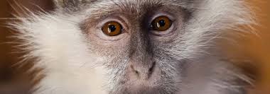 How much does the cage cost? Can I Have A Pet Monkey