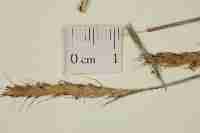 Image result for Eulalia polyneura