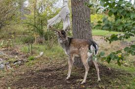 Hitta stockbilder i hd på söt fläckig dovhjort isolerad på vitt och miljontals andra royaltyfria stockbilder, illustrationer och vektorer i shutterstocks samling. Dramatik Nar Dovhjort Fastnade I Nat Lidingo Nyheter