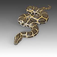 Burmese Python Rig 3d Zhivotnye
