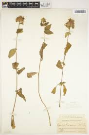 Image result for Justicia matammensis