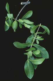 Image result for Gardenia resinifera
