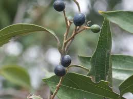 Image result for Cryptocarya transvaalensis