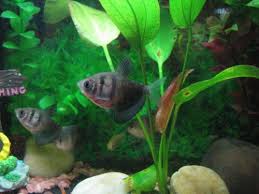 They are also easy to breed, which is good for beginners. Stocking Your Tank With Schooling Fish Ratemyfishtank Com